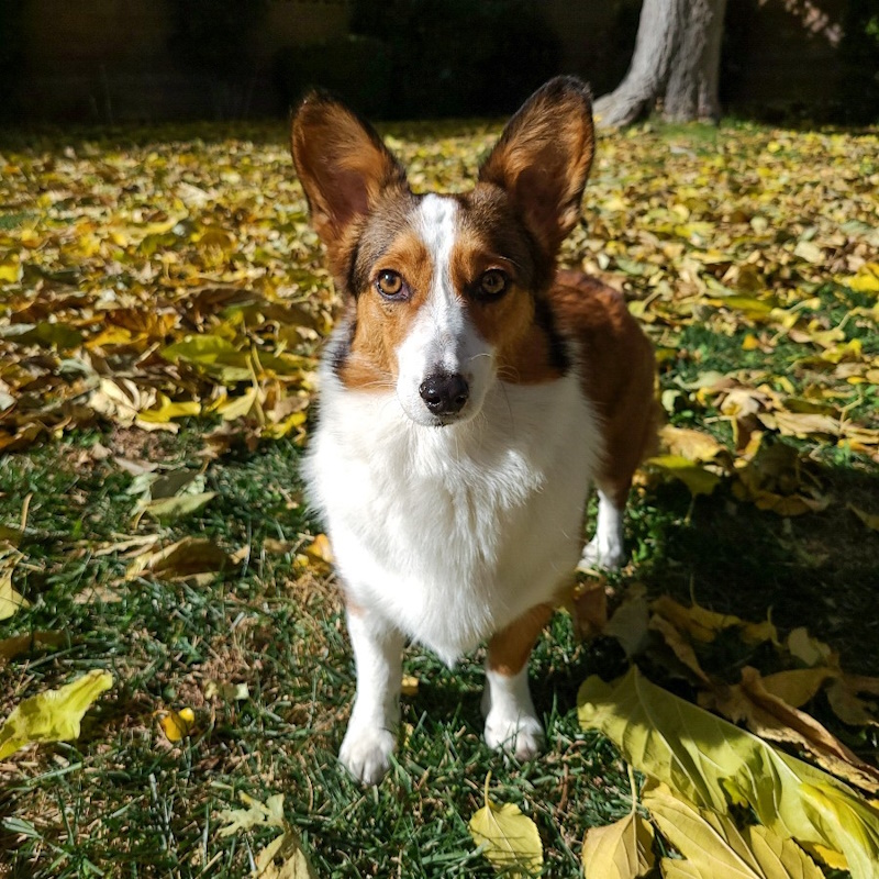About Pinnacle Veterinary Center in Santa Clarita, CA