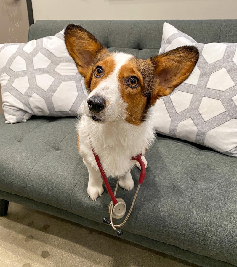 Pinnacle Veterinary Center Santa Clarita Pet Hospital