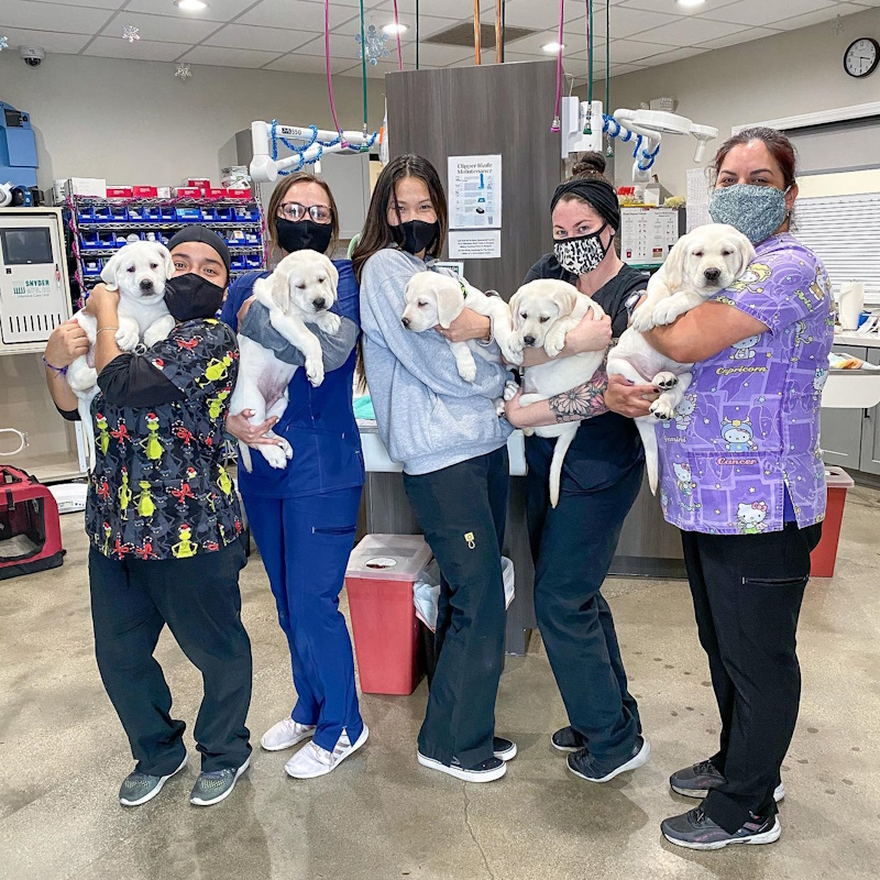 Veterinary Jobs in Santa Clarita
