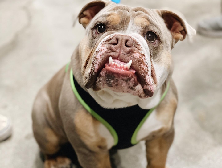 Pet Dental Care