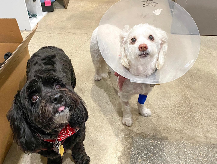 Emergency Veterinary Care