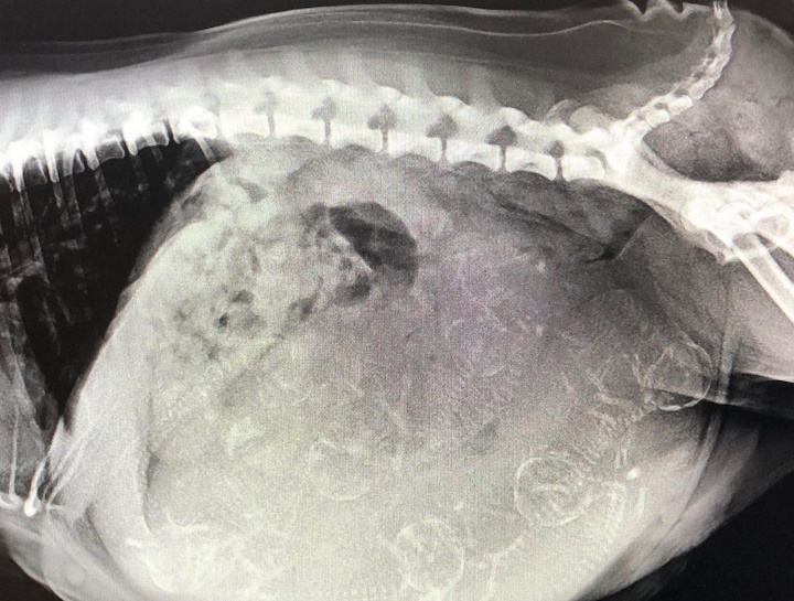 Dog & Cat digital xrays