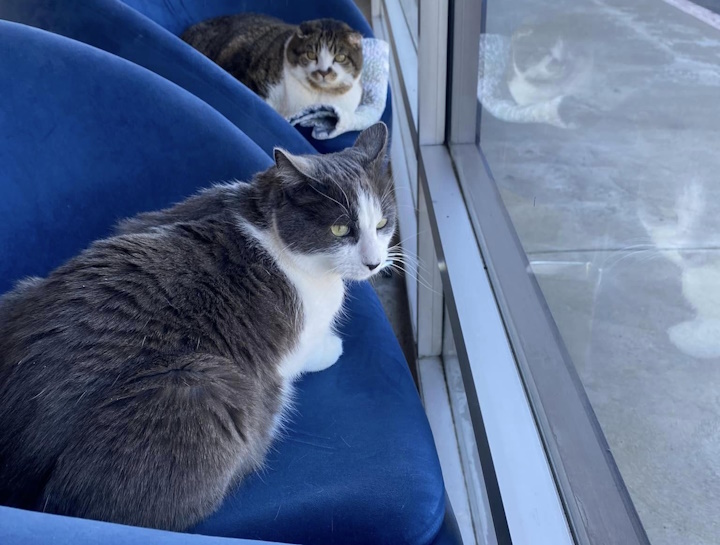 Preventive Care for Cats