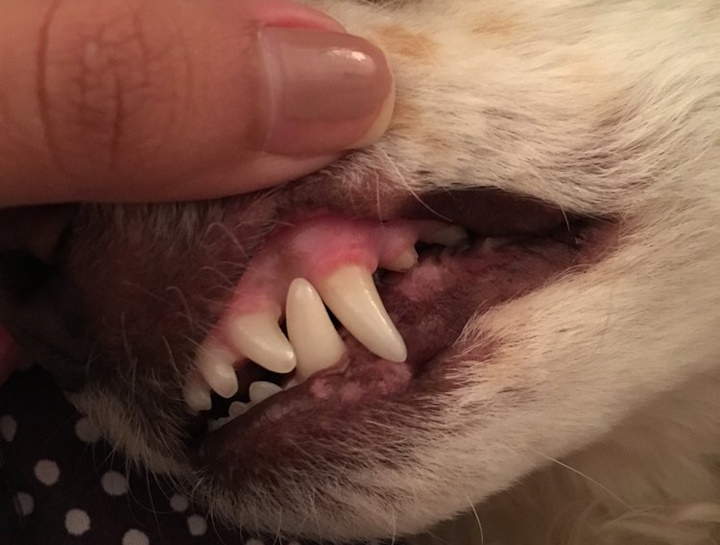 Preventive Dental Care