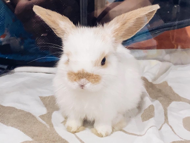 Santa Clarita Small Animal Hospital