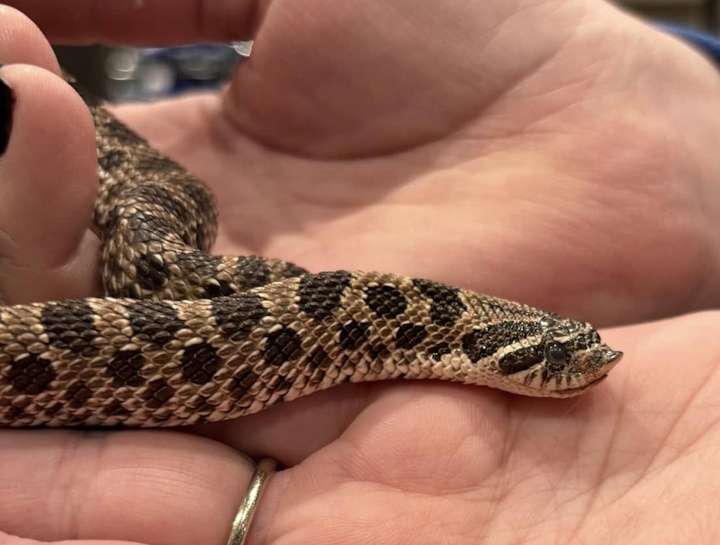 Exotic Vet in Santa Clarita