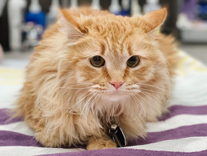 Senior Pet Care 